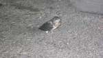 DSCF1008.jpg