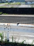 IMG_20120804_115453.jpg